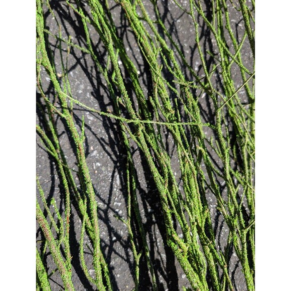47in Green Coated Reeds Bundle x10 Branches - Picture 6 of 8